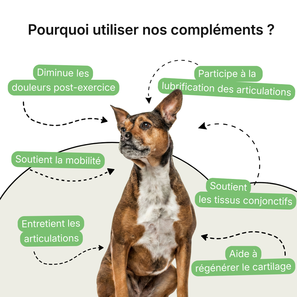 Complément Articulations