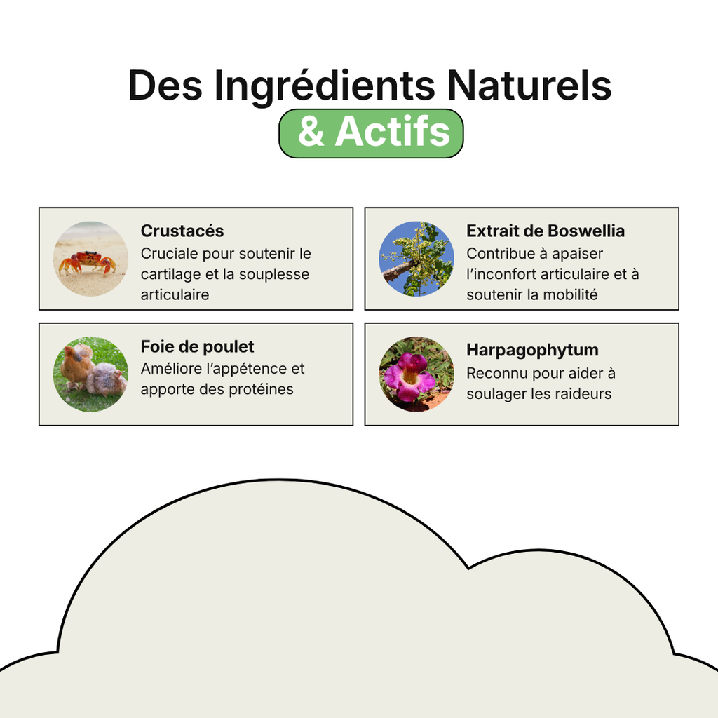 Complément Articulations
