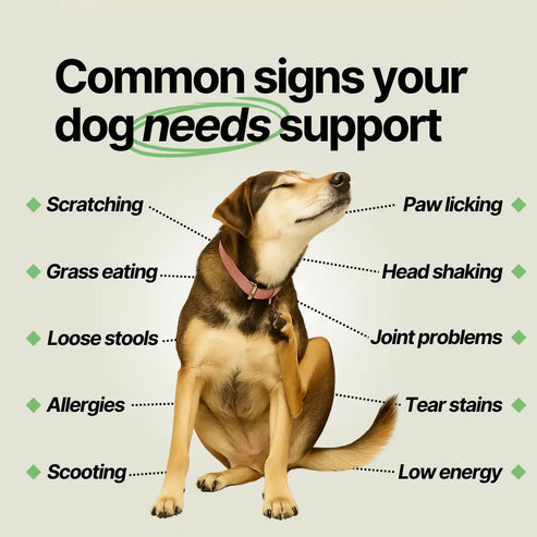 Complément Naturelles Multivitaminés